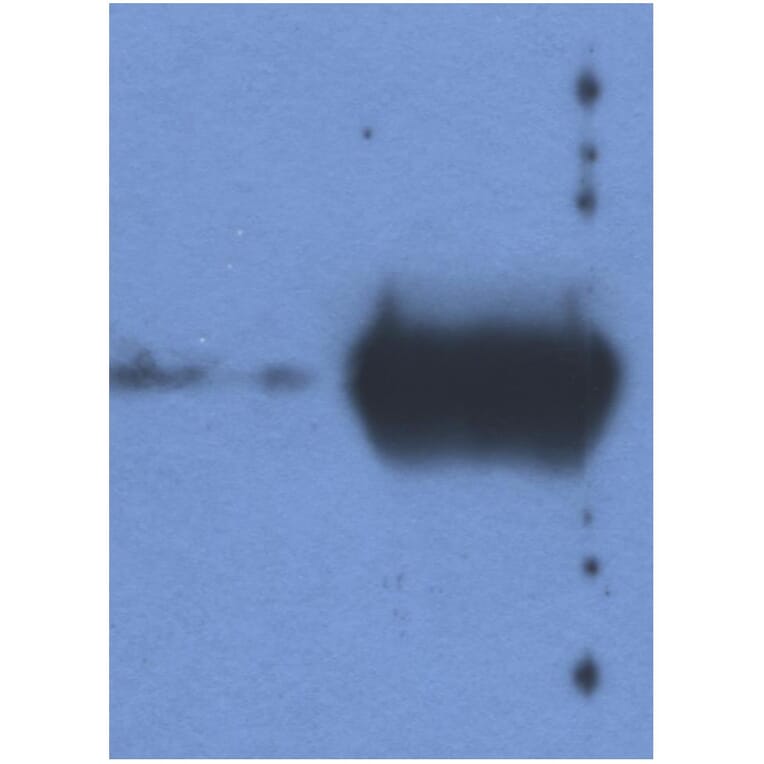 WB - Anti-Bovine IgG Light Chain Antibody [IVA285-1] (A85977)