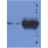 WB - Anti-Bovine IgG Light Chain Antibody [IVA285-1] (A85977)