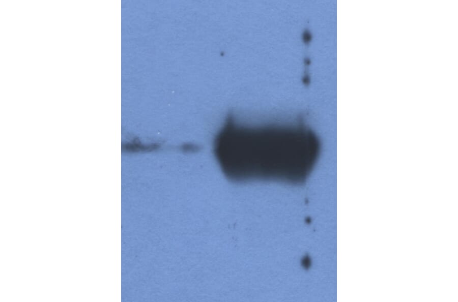 Western Blot - Anti-Bovine Ig Light Chain Antibody [IVA285-1] (A85976) - Antibodies.com