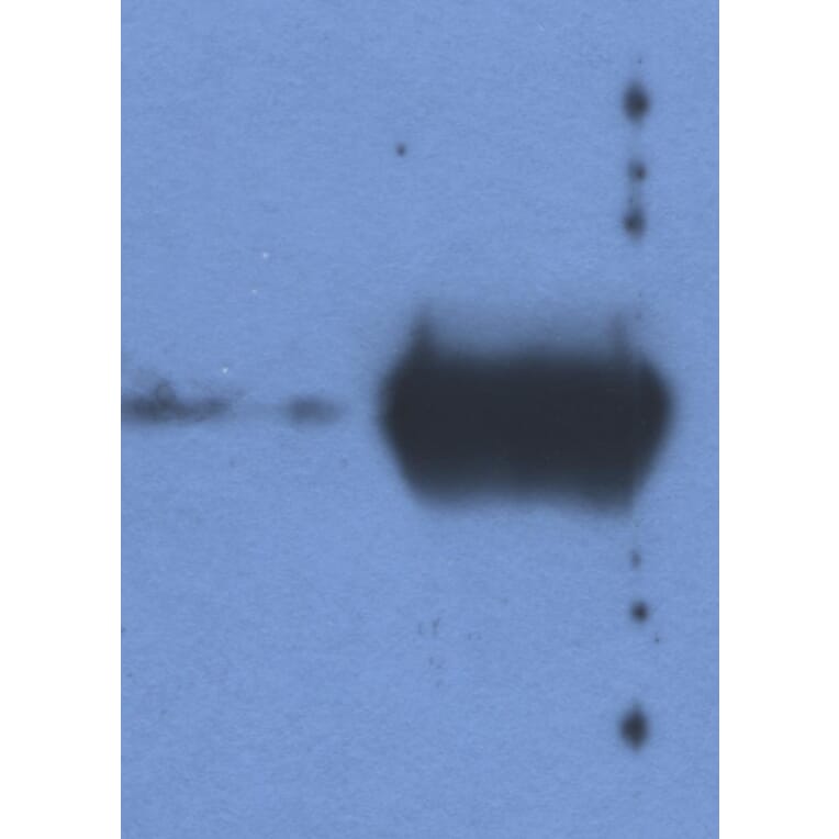 Western Blot - Anti-Bovine Ig Light Chain Antibody [IVA285-1] (A85976) - Antibodies.com