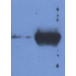 Western Blot - Anti-Bovine Ig Light Chain Antibody [IVA285-1] (A85976) - Antibodies.com