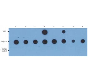 Dot Blot - Anti-PKA C alpha Antibody [6D2.1] (A85978)