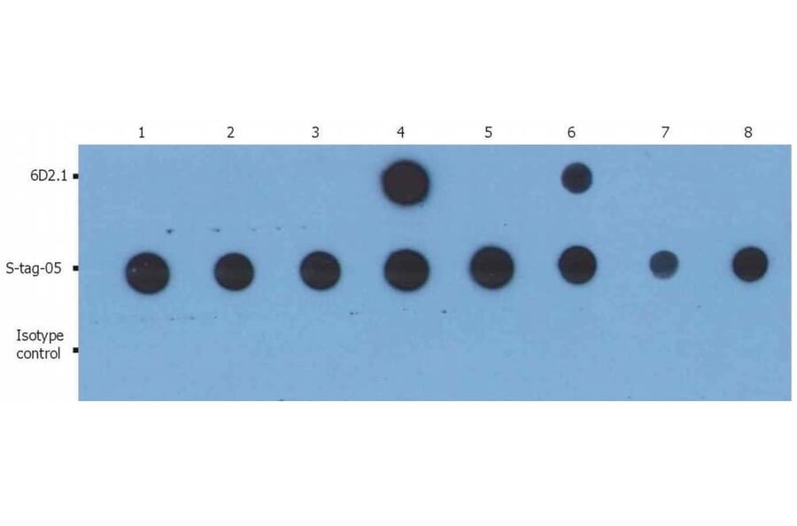Dot Blot - Anti-PKA C alpha Antibody [6D2.1] (A85978)