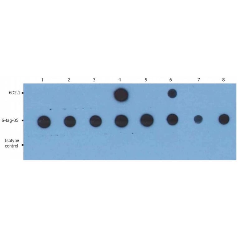 Dot Blot - Anti-PKA C alpha Antibody [6D2.1] (A85978)
