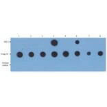 Dot Blot - Anti-PKA C alpha Antibody [6D2.1] (A85978)