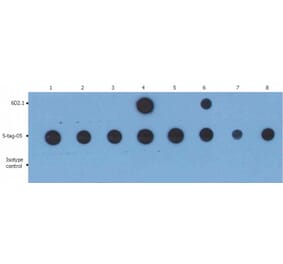 Dot Blot - Anti-PKC alpha Antibody [6D2.1] (A85977) - Antibodies.com