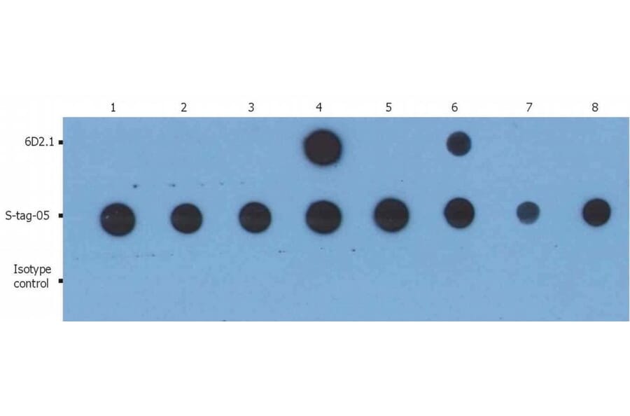 Dot Blot - Anti-PKC alpha Antibody [6D2.1] (A85977) - Antibodies.com