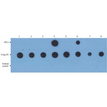 Dot Blot - Anti-PKC alpha Antibody [6D2.1] (A85977) - Antibodies.com