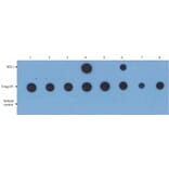 Dot Blot - Anti-PKC alpha Antibody [6D2.1] (A85977) - Antibodies.com