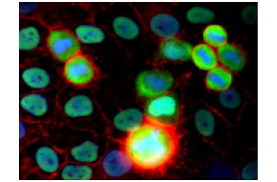 ICC - Anti-Ku80 Antibody [MEM-54] (A85990)