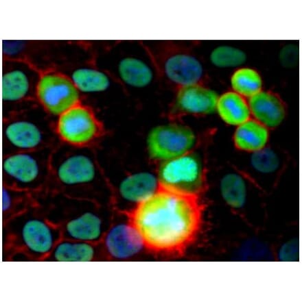 ICC - Anti-Ku80 Antibody [MEM-54] (A85990)