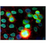 ICC - Anti-Ku80 Antibody [MEM-54] (A85990)