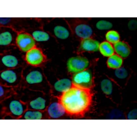 Immunocytochemistry - Anti-Ku80 Antibody [MEM-54] (A85988) - Antibodies.com