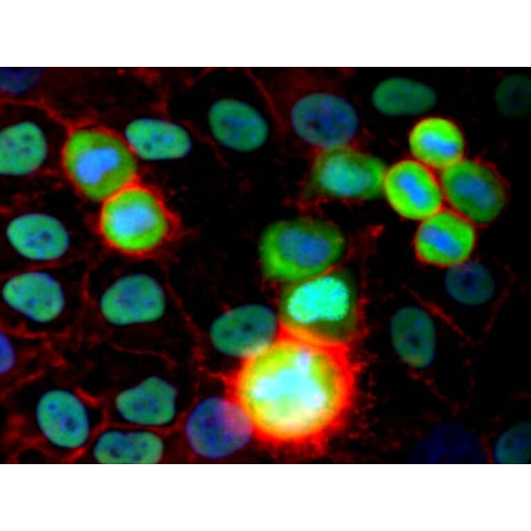 Immunocytochemistry - Anti-Ku80 Antibody [MEM-54] (A85988) - Antibodies.com