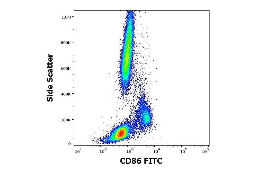 Flow Cytometry - Anti-CD86 Antibody [BU63] (FITC) (A85994)