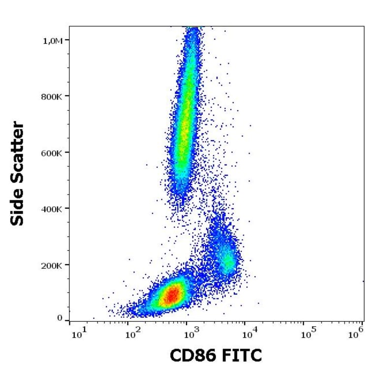 Flow Cytometry - Anti-CD86 Antibody [BU63] (FITC) (A85994)