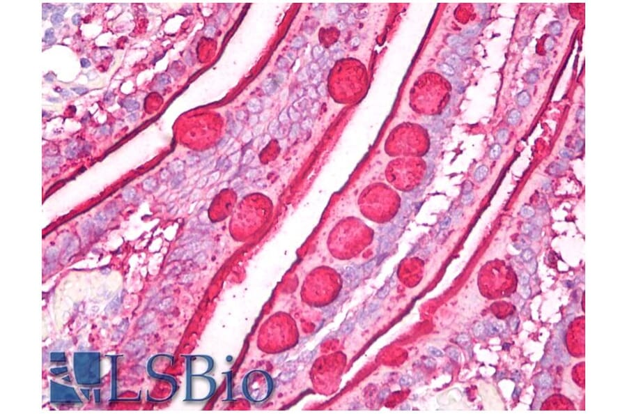 IHC - Anti-Blood Group Lewis b Antibody [2-25LE] (A85997)