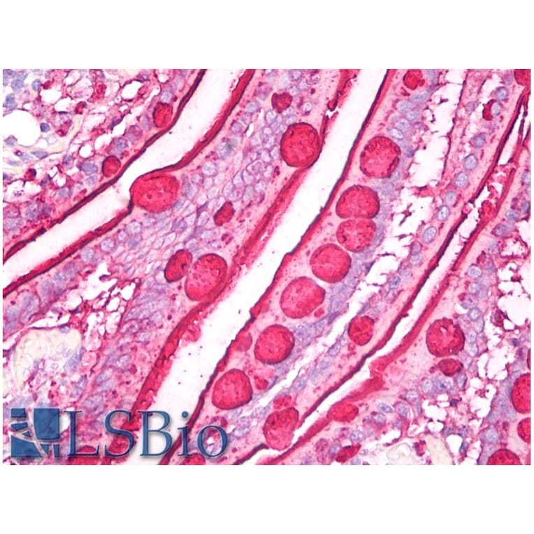 IHC - Anti-Blood Group Lewis b Antibody [2-25LE] (A85997)