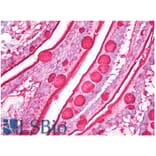 IHC - Anti-Blood Group Lewis b Antibody [2-25LE] (A85997)