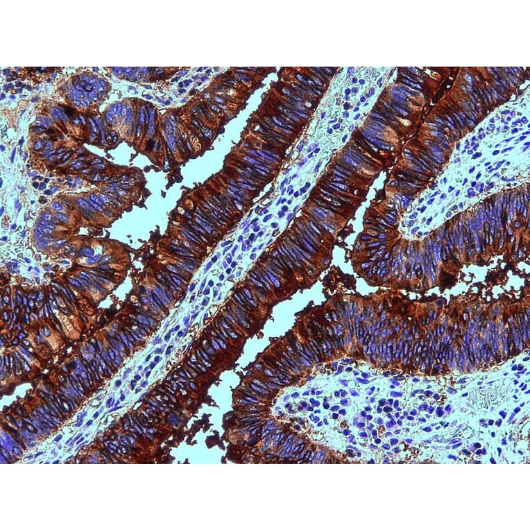 IHC - Anti-Blood Group Lewis b Antibody [2-25LE] (A85997)