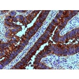 IHC - Anti-Blood Group Lewis b Antibody [2-25LE] (A85997)