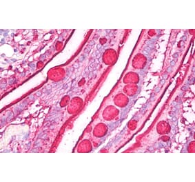 Immunohistochemistry - Anti-Blood Group Lewis b Antibody [2-25LE] (A85997) - Antibodies.com