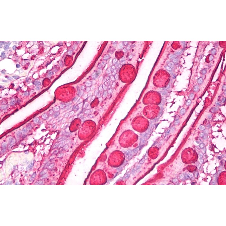 Immunohistochemistry - Anti-Blood Group Lewis b Antibody [2-25LE] (A85997) - Antibodies.com