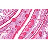 Immunohistochemistry - Anti-Blood Group Lewis b Antibody [2-25LE] (A85997) - Antibodies.com