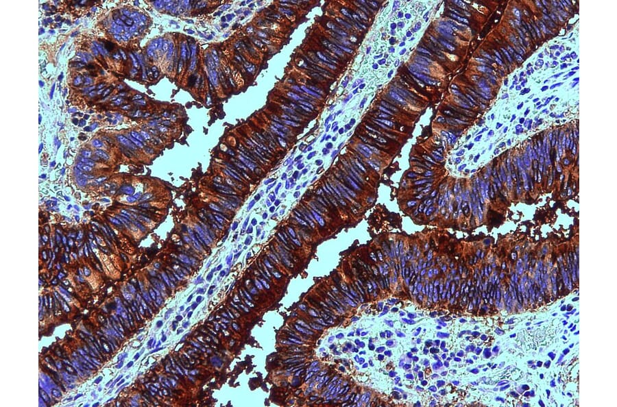 Immunohistochemistry - Anti-Blood Group Lewis b Antibody [2-25LE] (A85996) - Antibodies.com