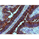 Immunohistochemistry - Anti-Blood Group Lewis b Antibody [2-25LE] (A85996) - Antibodies.com