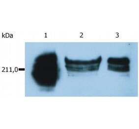 WB - Anti-CD45RA Antibody [MEM-56] (A86009)