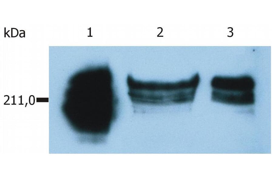 WB - Anti-CD45RA Antibody [MEM-56] (A86009)