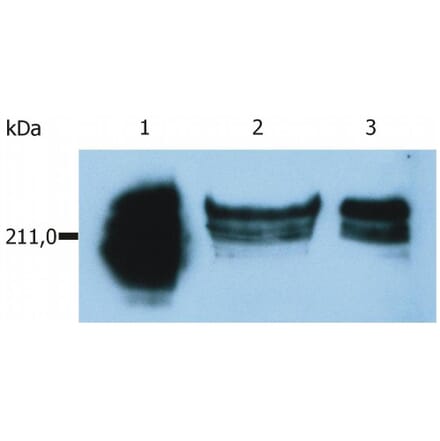 WB - Anti-CD45RA Antibody [MEM-56] (A86009)