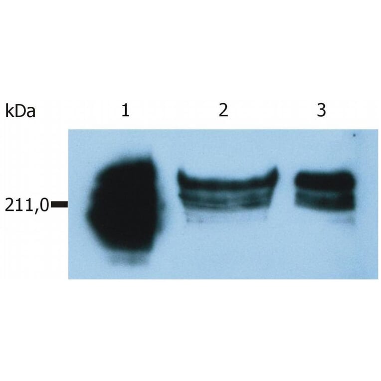 WB - Anti-CD45RA Antibody [MEM-56] (A86009)