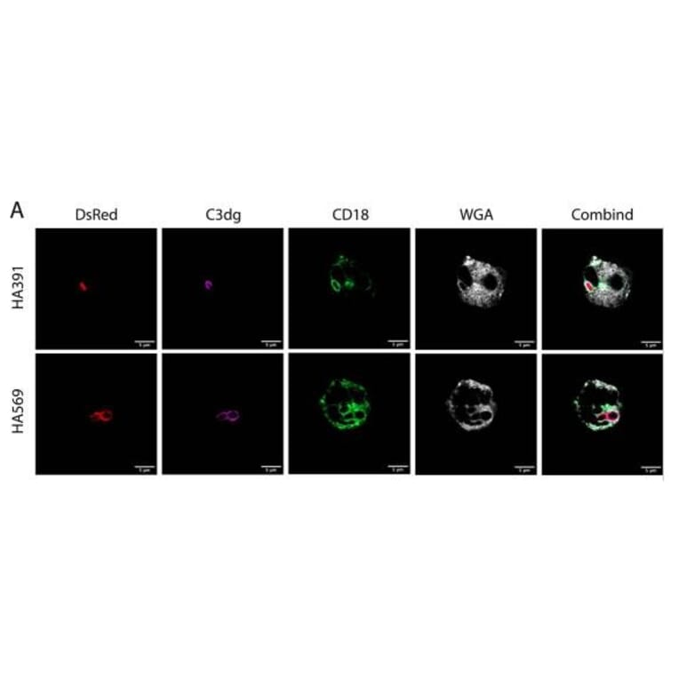IMF - Anti-CD18 Antibody [MEM-48] - Antibodies.com