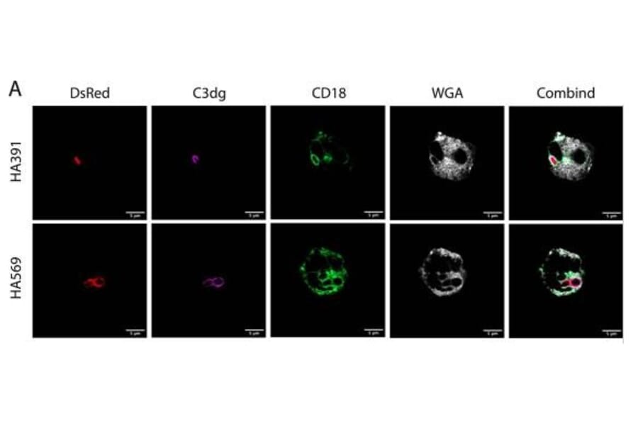 IMF - Anti-CD18 Antibody [MEM-48] - Antibodies.com