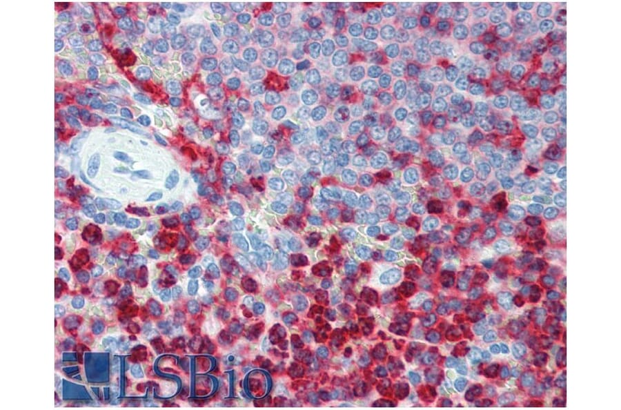 IHC - Anti-CD18 Antibody [MEM-48] (A86019)