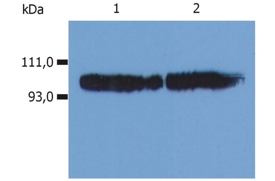 WB - Anti-CD18 Antibody [MEM-48] (A86019)