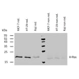 WB - Anti-H-RAS Antibody [H-RAS-03] (A86021)
