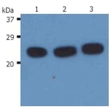 Western Blot - Anti-H-RAS Antibody [H-RAS-03] (A86020) - Antibodies.com