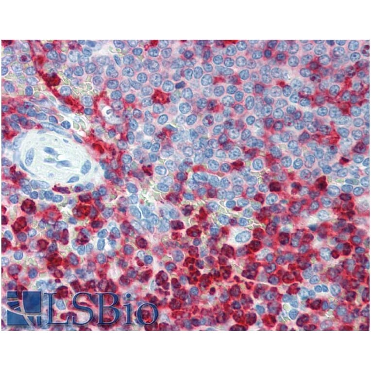 IHC - Anti-CD18 Antibody [MEM-48] - Low endotoxin, Azide free (A86023)