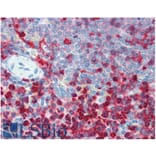 IHC - Anti-CD18 Antibody [MEM-48] - Low endotoxin, Azide free (A86023)