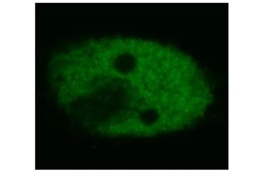 ICC - Anti-p53 Antibody [BP53-12] (A86031)