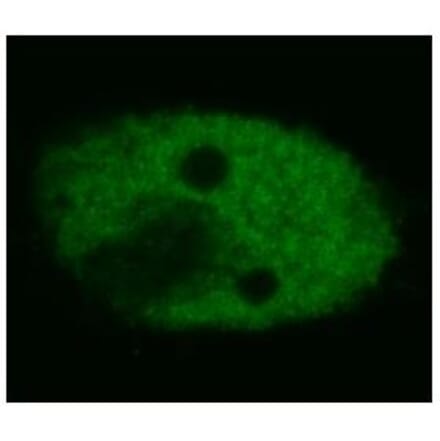 ICC - Anti-p53 Antibody [BP53-12] (A86031)