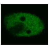 ICC - Anti-p53 Antibody [BP53-12] (A86031)