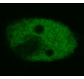 Immunocytochemistry - Anti-p53 Antibody [BP53-12] (A86030) - Antibodies.com