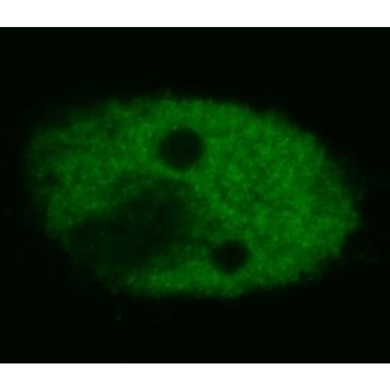 Immunocytochemistry - Anti-p53 Antibody [BP53-12] (A86030) - Antibodies.com