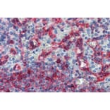 Immunohistochemistry - Anti-HLA E Antibody [MEM-E/06] (A86031) - Antibodies.com