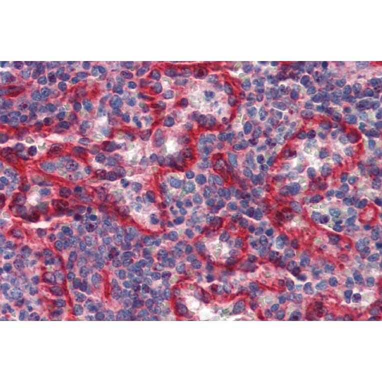 Immunohistochemistry - Anti-HLA E Antibody [MEM-E/07] (A86033) - Antibodies.com