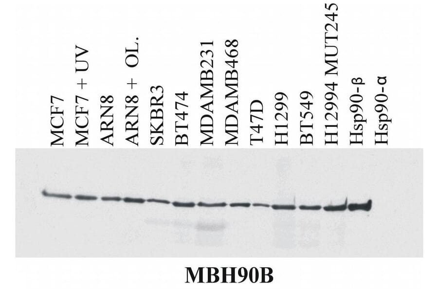 WB - Anti-HSP90 beta Antibody [MBH90B] (A86041)